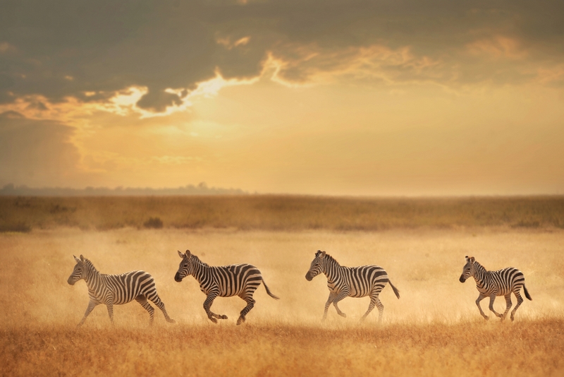 829 - RUNNING ZEBRA - XIAO GE - china.jpg